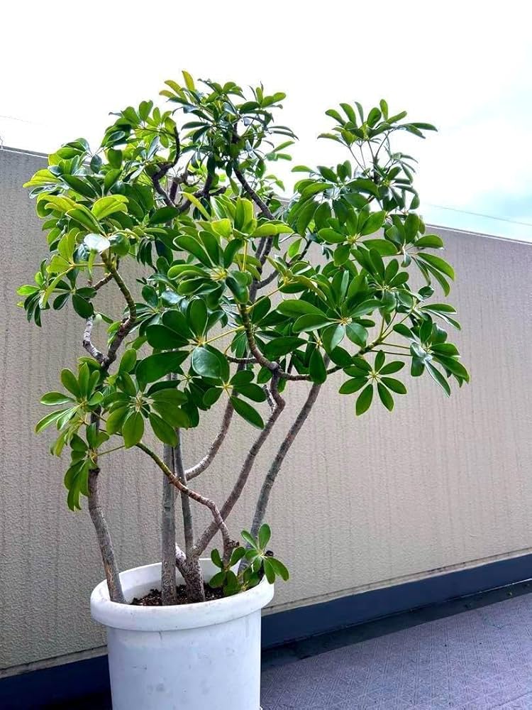 Amazon.co.jp: 観葉植物 カポック シェフレラ 樹高：110cm 株立